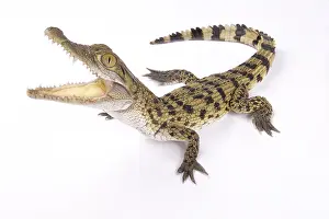 Crocodylidae: Philippine crocodile (Crocodylus mindorensis) on