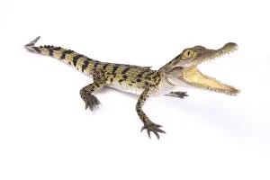 Crocodylidae: Philippine crocodile (Crocodylus mindorensis) on