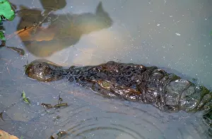 Mindorensis: Philippine Crocodile - endangered