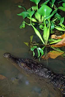 Mindorensis: Philippine Crocodile - endangered