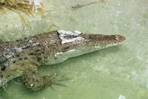 Mindorensis: Philippine CROCODILE - endangered