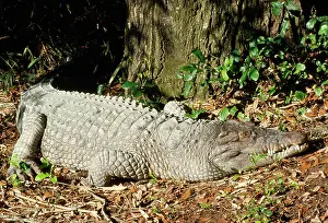 Mindorensis: Philippine CROCODILE - endangered