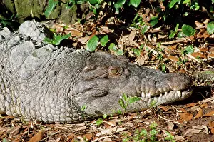 Mindorensis: Philippine Crocodile - endangered