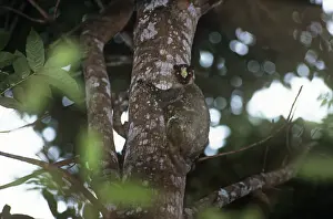 Cynocephalus: Philippine flying lemur