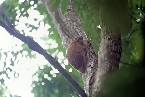 Cynocephalus: Philippine Flying Lemur