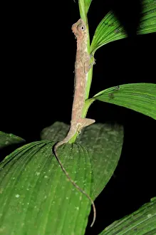 Draco: Philippine flying lizard