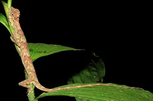 Draco: Philippine flying lizard