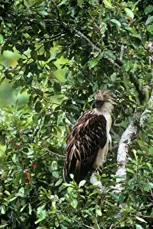 Pithecophaga: Philippine / Monkey-eating Eagle