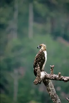 Pithecophaga: Philippine / Monkey-eating Eagle