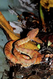 Filipino: Philippine pit viper