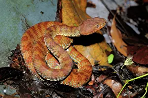 Filipino: Philippine pit viper