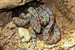 Sqamata: Philippine Pit Viper