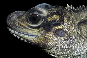 Hydrosaurus: Philippine sail fin lizard - face