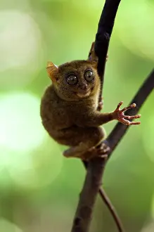 Tarsius: Philippine Tarsier