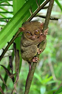 Tarsius: Philippine Tarsier