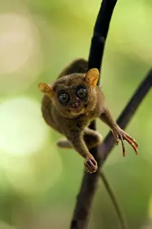 Agility: Philippine Tarsier
