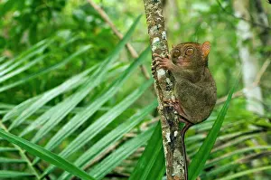 Tarsius: Philippine Tarsier, adult