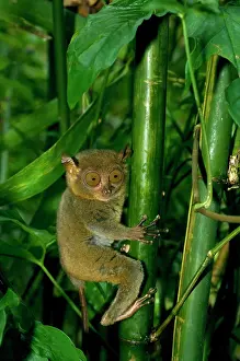 Tarsius: Philippine Tarsier, adult