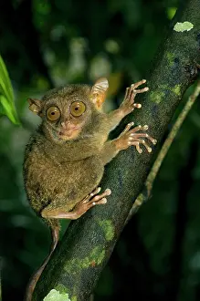 Tarsius: Philippine Tarsier, adult