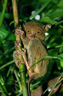 Tarsius: Philippine Tarsier, adult