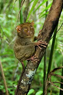 Tarsius: Philippine Tarsier, adult
