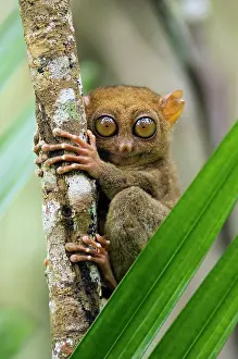 Tarsius: Philippine Tarsier, adult
