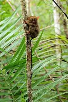 Tarsius: Philippine Tarsier, adult