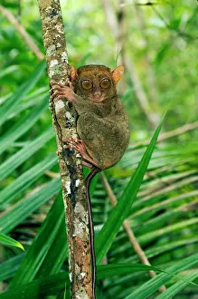 Tarsius: Philippine Tarsier, adult