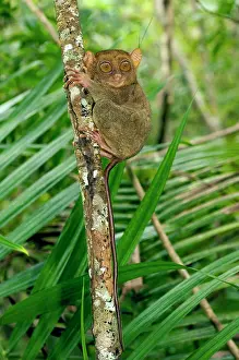 Tarsius: Philippine Tarsier, adult