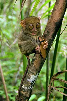 Tarsius: Philippine Tarsier, adult, about to eat a Giant