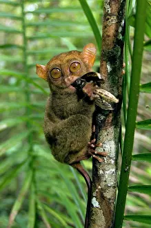 Tarsius: Philippine Tarsier, adult, face covered in hair