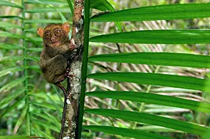 Tarsius: Philippine Tarsier, adult, face covered in hair