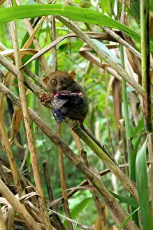 Tarsius: Philippine Tarsier with a butterfly