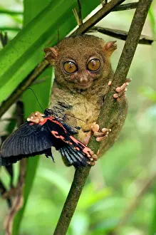 Andrey Zvoznikov: Philippine Tarsier with a butterfly
