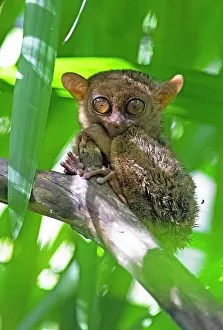 Clings: Philippine tarsier (Carlito syrichta) clings to