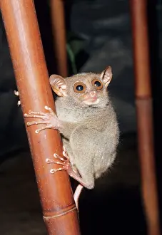 Startled: PHILIPPINE TARSIER - clinging to bamboo, threatened
