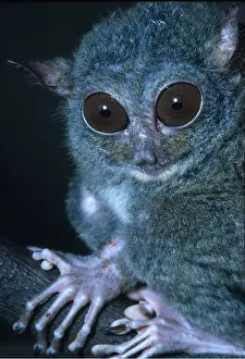 Showing: PHILIPPINE TARSIER - close-up showing face and hands