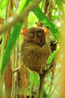 Tarsius: Philippine Tarsier Corella Tarsier Sanctuary, Bohol