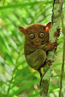 Tarsius: Philippine Tarsier Corella Tarsier Sanctuary, Bohol