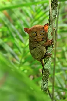Tarsius: Philippine Tarsier Corella Tarsier Sanctuary, Bohol