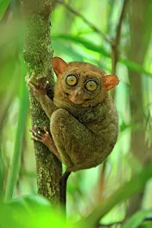 Tarsius: Philippine Tarsier Corella Tarsier Sanctuary, Bohol