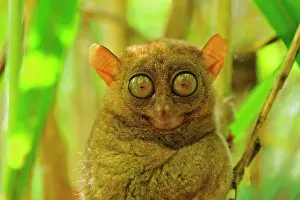 Tarsius: Philippine Tarsier Corella Tarsier Sanctuary, Bohol