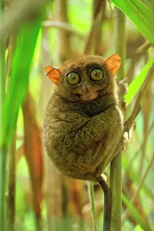 Tarsius: Philippine Tarsier Corella Tarsier Sanctuary, Bohol