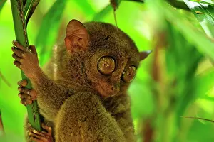 Tarsius: Philippine Tarsier Corella Tarsier Sanctuary, Bohol