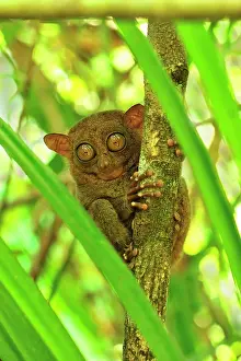 Tarsius: Philippine Tarsier Corella Tarsier Sanctuary, Bohol