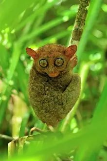 Tarsius: Philippine Tarsier Corella Tarsier Sanctuary, Bohol