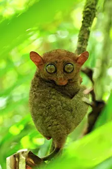 Tarsius: Philippine Tarsier Corella Tarsier Sanctuary, Bohol