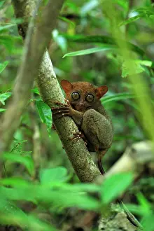 Tarsius: Philippine Tarsier Corella Tarsier Sanctuary, Bohol