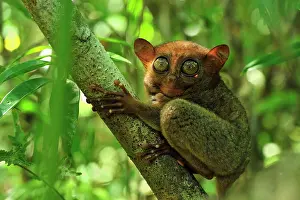 Tarsius: Philippine Tarsier Corella Tarsier Sanctuary, Bohol