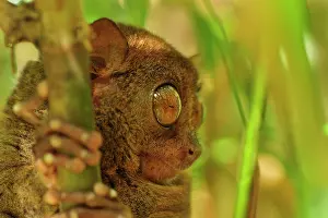 Tarsius: Philippine Tarsier Corella Tarsier Sanctuary, Bohol